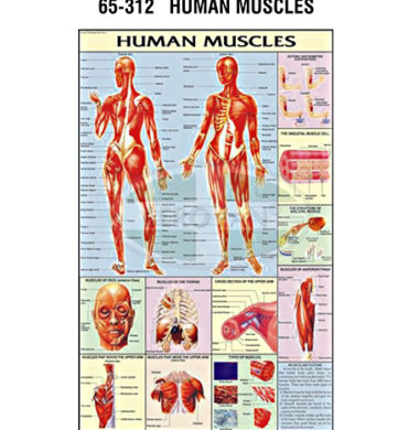 MS Chart – Human Muscles Synthetic 65312