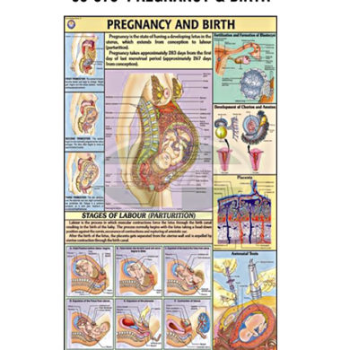 MS Chart – Pregnancy & Birth 65375