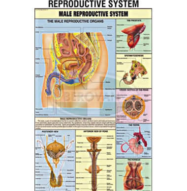 MS Chart – Reproductive System Male Synthetic 65345